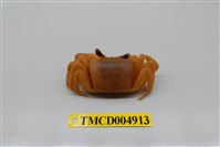 藏品(中華沙蟹)的圖片